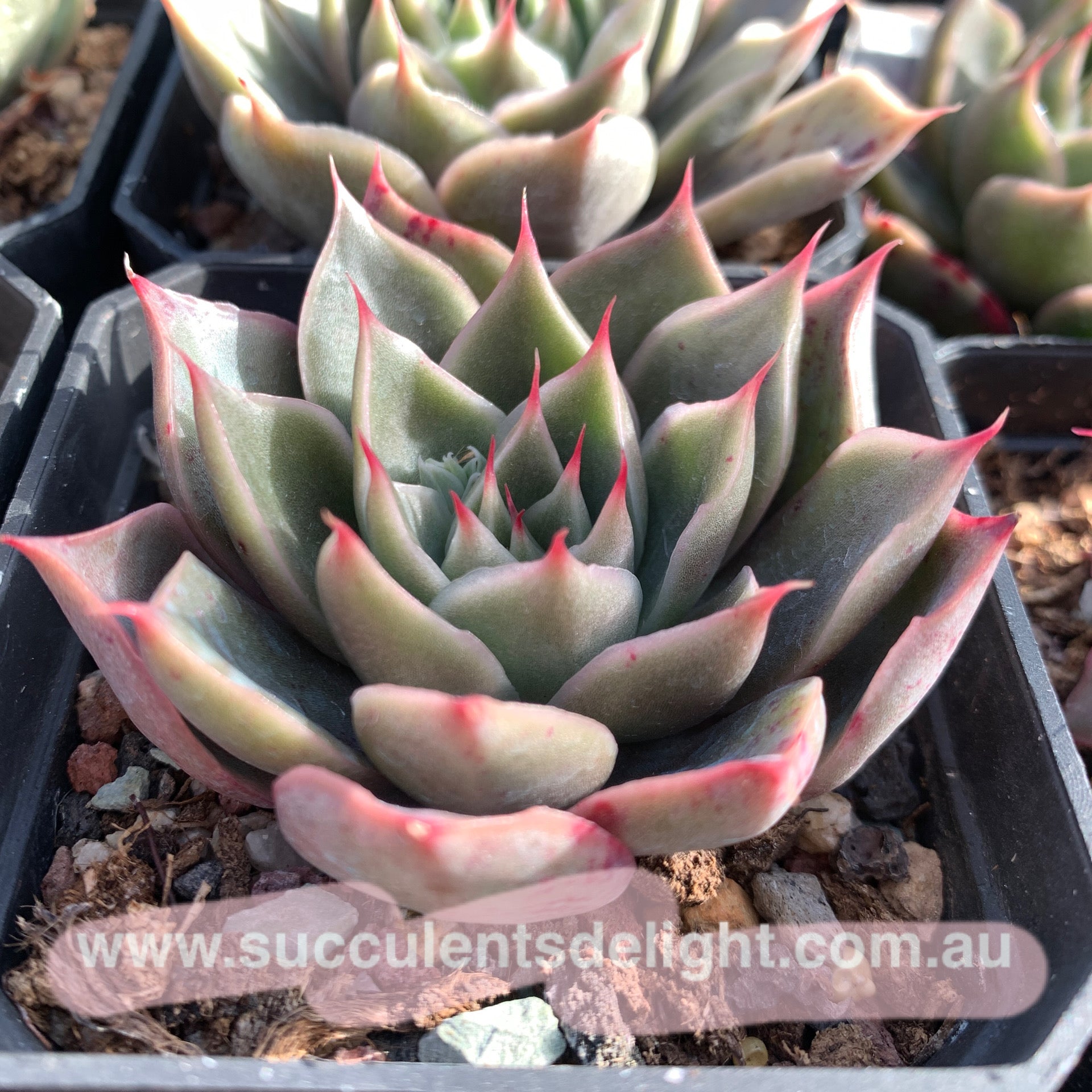 Echeveria Wonderful Wizard 绿野仙踪 Succulent Delight new hybrid