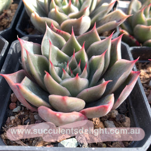 Echeveria Wonderful Wizard 绿野仙踪 Succulent Delight new hybrid
