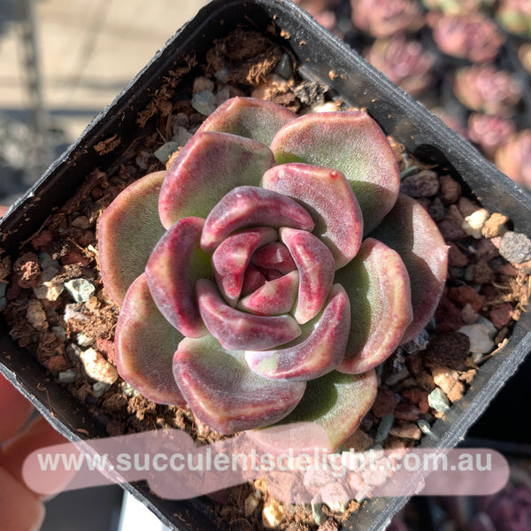 Echeveria Snowy Rose 冰雪玫瑰