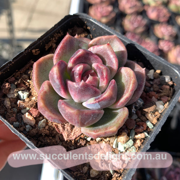 Echeveria Snowy Rose 冰雪玫瑰