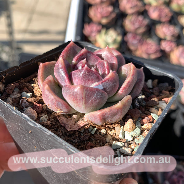 Echeveria Snowy Rose 冰雪玫瑰