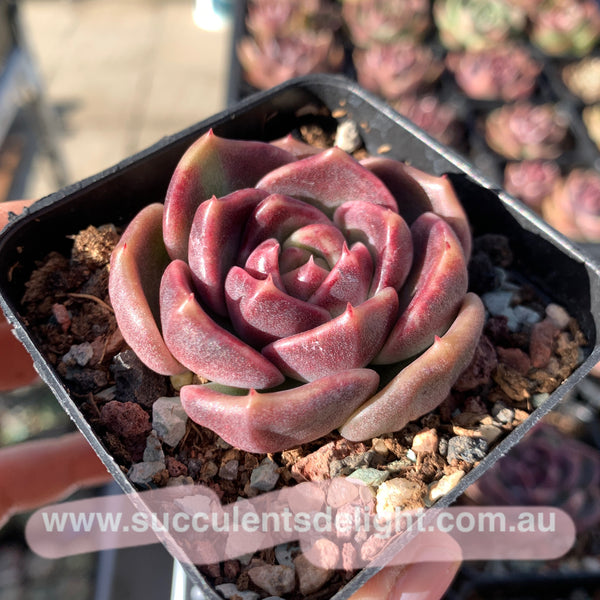 Echeveria Snowy Rose 冰雪玫瑰
