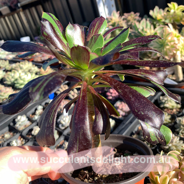 Aeonium Big Bang 拉丝法师