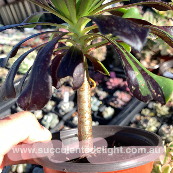 Aeonium Big Bang 拉丝法师