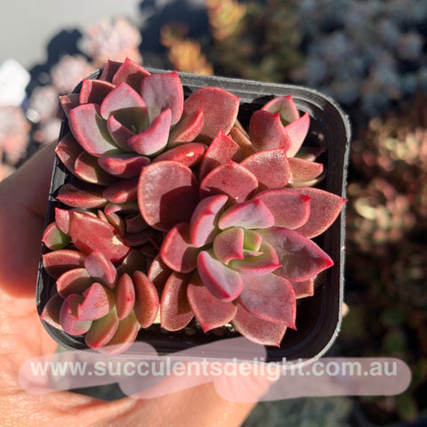 Sinocrassula Indica cluster 茵地卡群