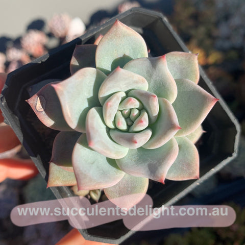 Echeveria Blue Bird 粉蓝鸟