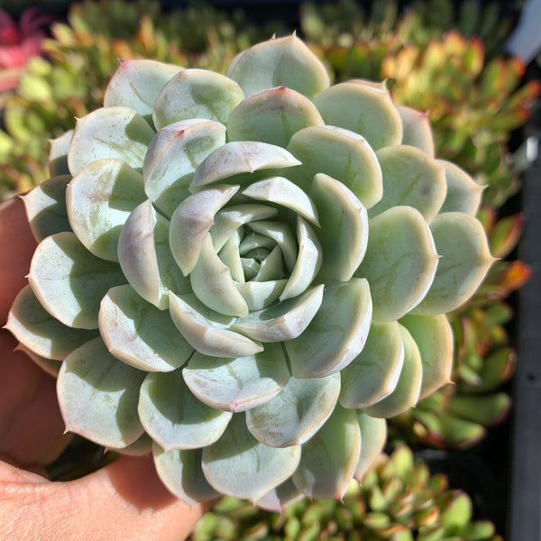 Echeveria New Surprise 新惊喜雪球