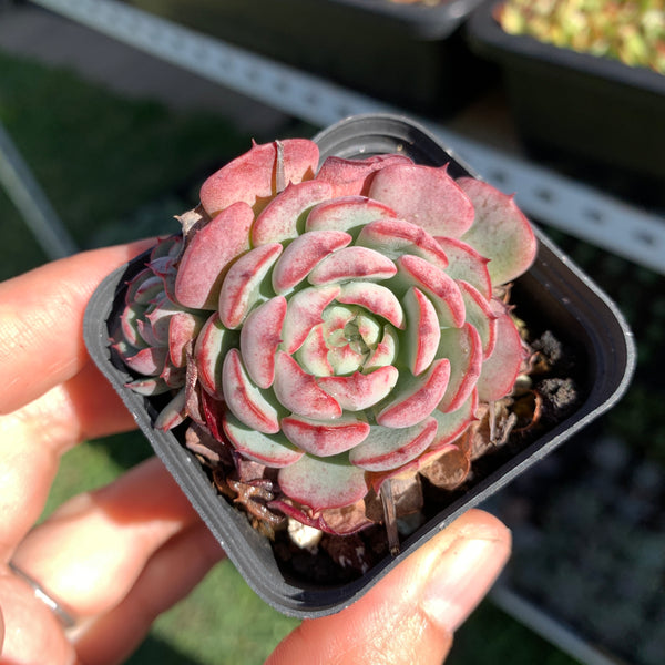 Echeveria the red riding hook 小红姬