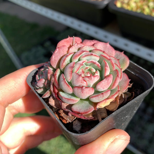 Echeveria the red riding hook 小红姬