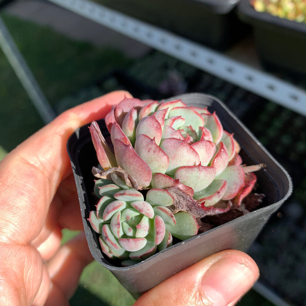 Echeveria the red riding hook 小红姬