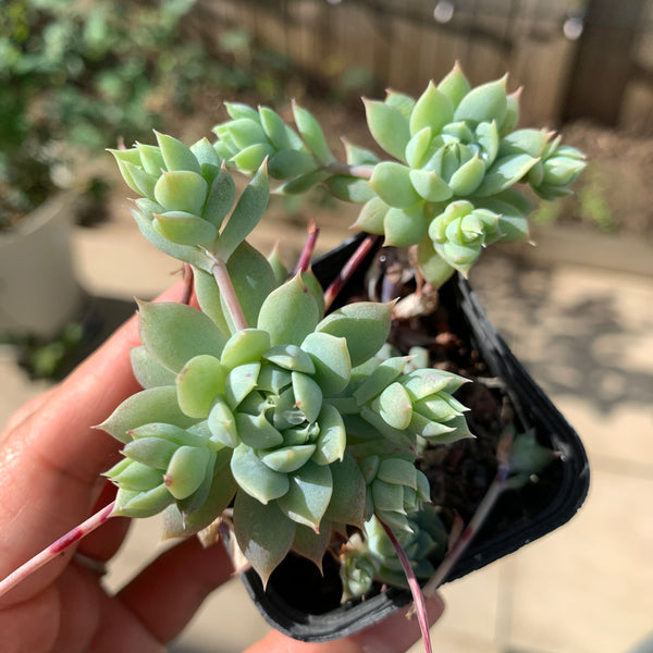 Graptopetalum macdougallii 蔓莲