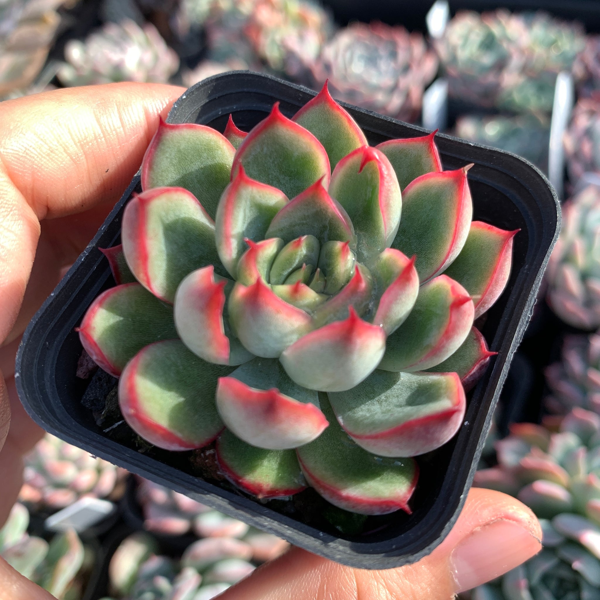 Echeveria Fire and Ice 冰与火