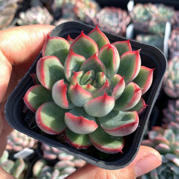 Echeveria Fire and Ice 冰与火