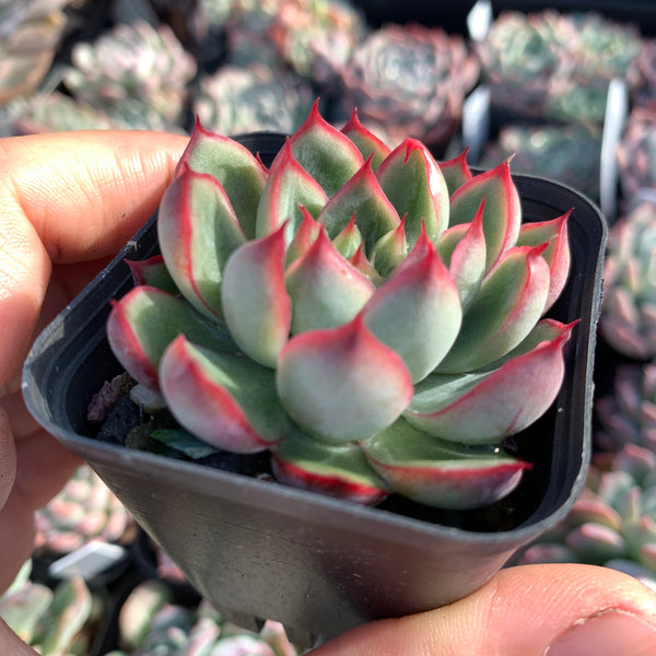Echeveria Fire and Ice 冰与火