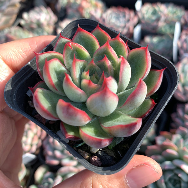 Echeveria Fire and Ice 冰与火