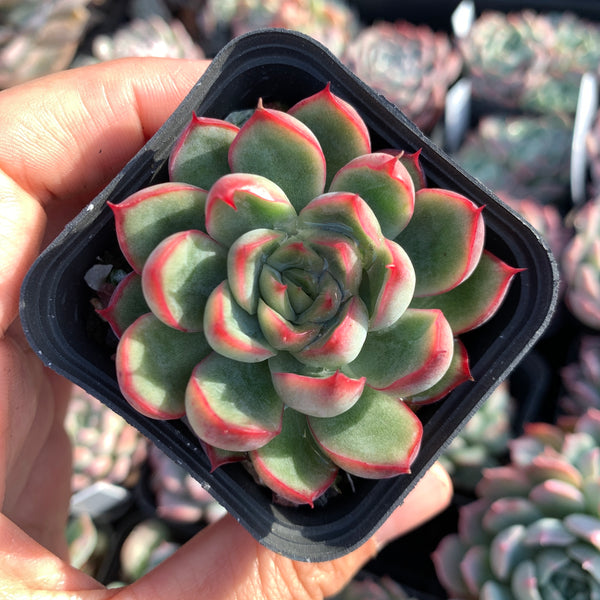 Echeveria Fire and Ice 冰与火