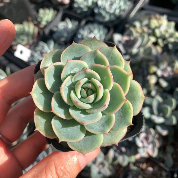 Echeveria Moon's Hook 月芽