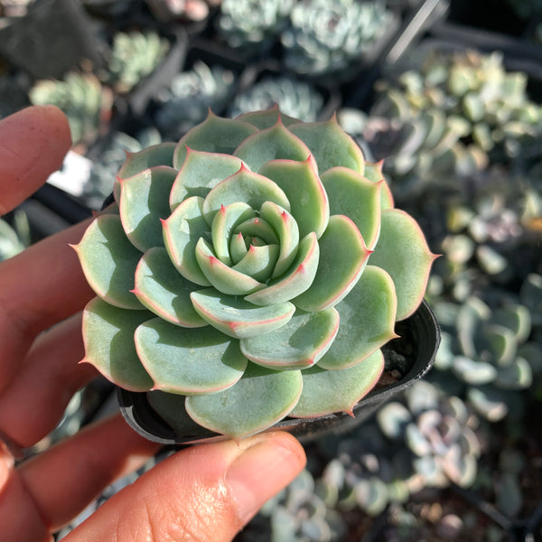 Echeveria Moon's Hook 月芽