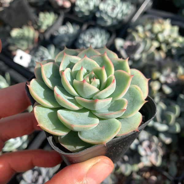 Echeveria Moon's Hook 月芽