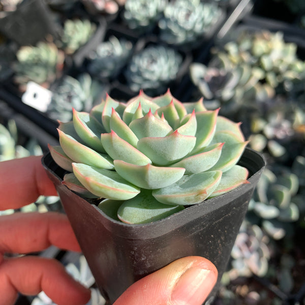 Echeveria Moon's Hook 月芽