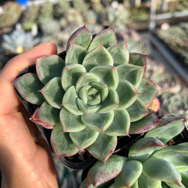 Echeveria Soul Light (with pattern lines) 灵光 （暗纹系）- Succulents Delight 2022 New Hybrid