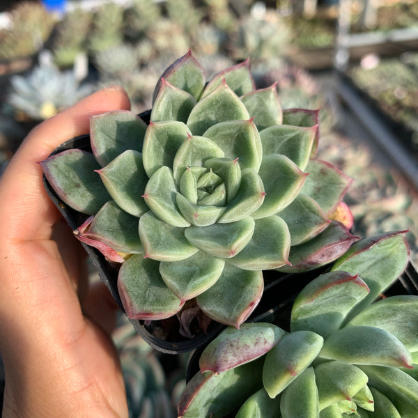 Echeveria Soul Light (with pattern lines) 灵光 （暗纹系）- Succulents Delight 2022 New Hybrid