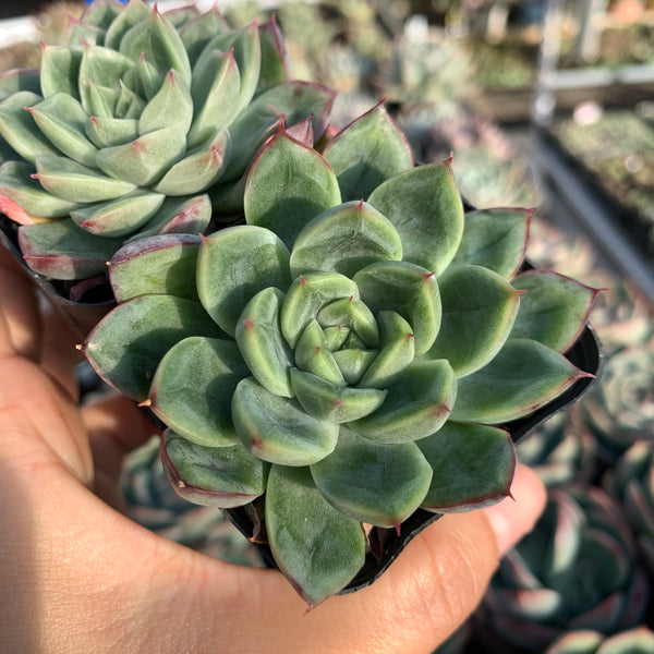 Echeveria Soul Light (with pattern lines) 灵光 （暗纹系）- Succulents Delight 2022 New Hybrid