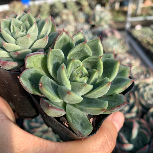 Echeveria Soul Light (with pattern lines) 灵光 （暗纹系）- Succulents Delight 2022 New Hybrid