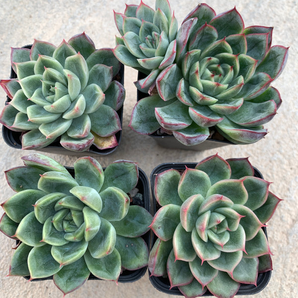 Echeveria Soul Light (with pattern lines) 灵光 （暗纹系）- Succulents Delight 2022 New Hybrid