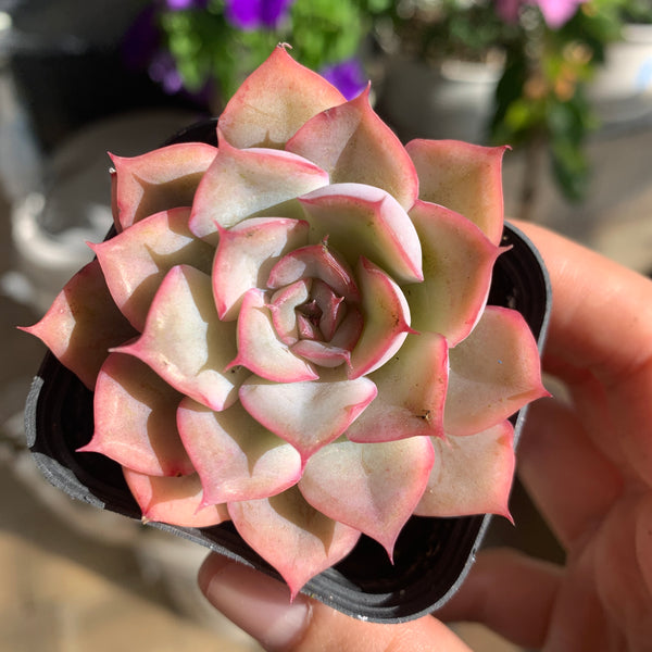 Echeveria Fiona 菲奥娜