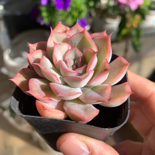Echeveria Fiona 菲奥娜