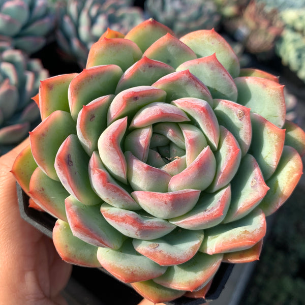 Echeveria Pink Dream 粉梦