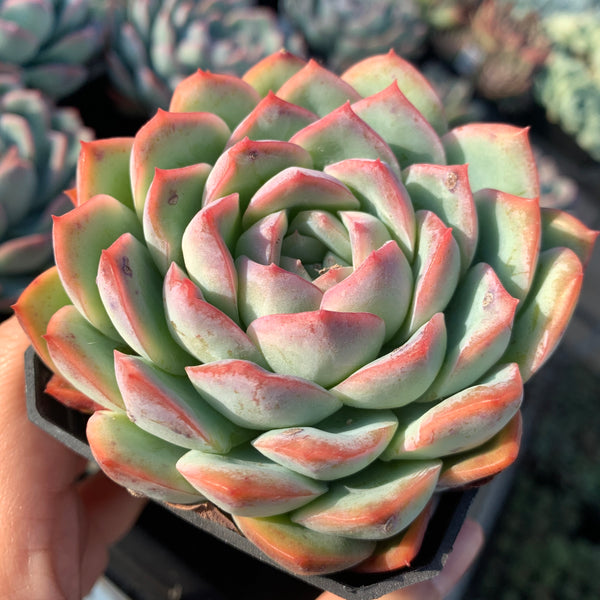 Echeveria Pink Dream 粉梦