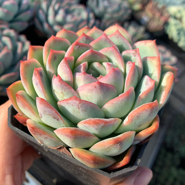 Echeveria Pink Dream 粉梦