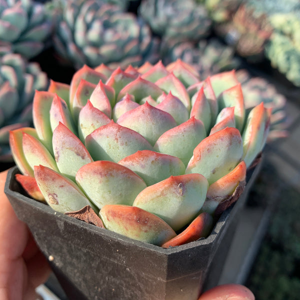 Echeveria Pink Dream 粉梦