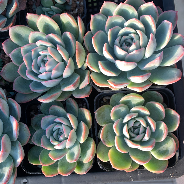 Echeveria Pink Dream 粉梦