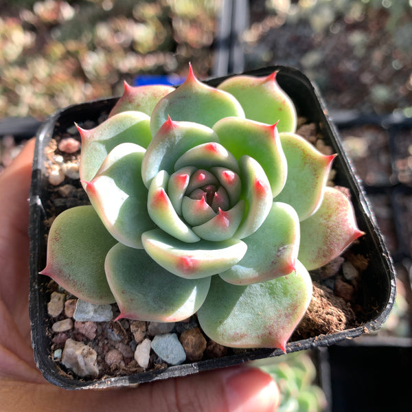 Echeveria lindsayana 林赛