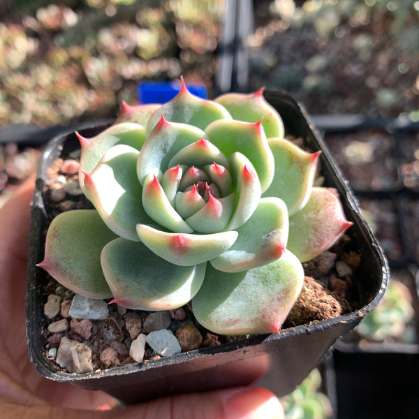 Echeveria lindsayana 林赛