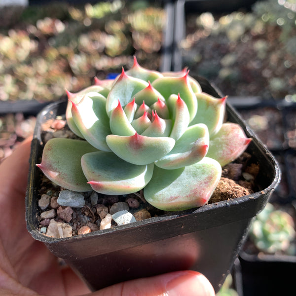 Echeveria lindsayana 林赛