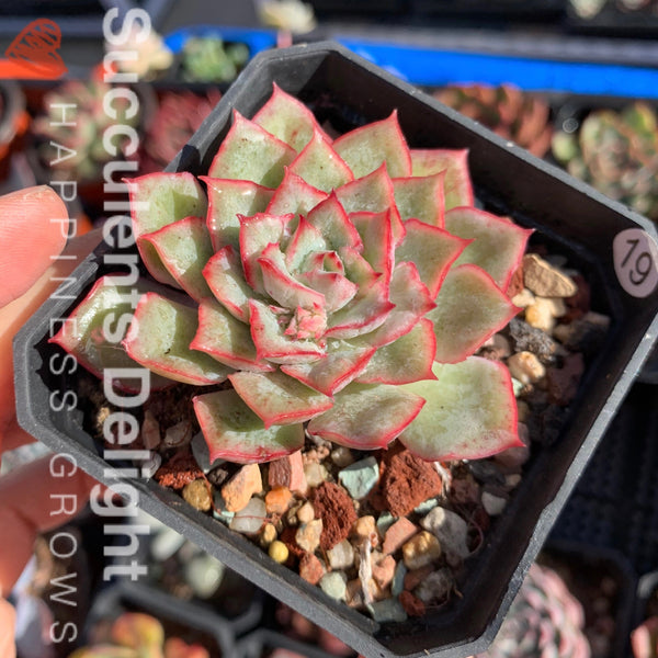 Echeveria Californica Queen 织锦