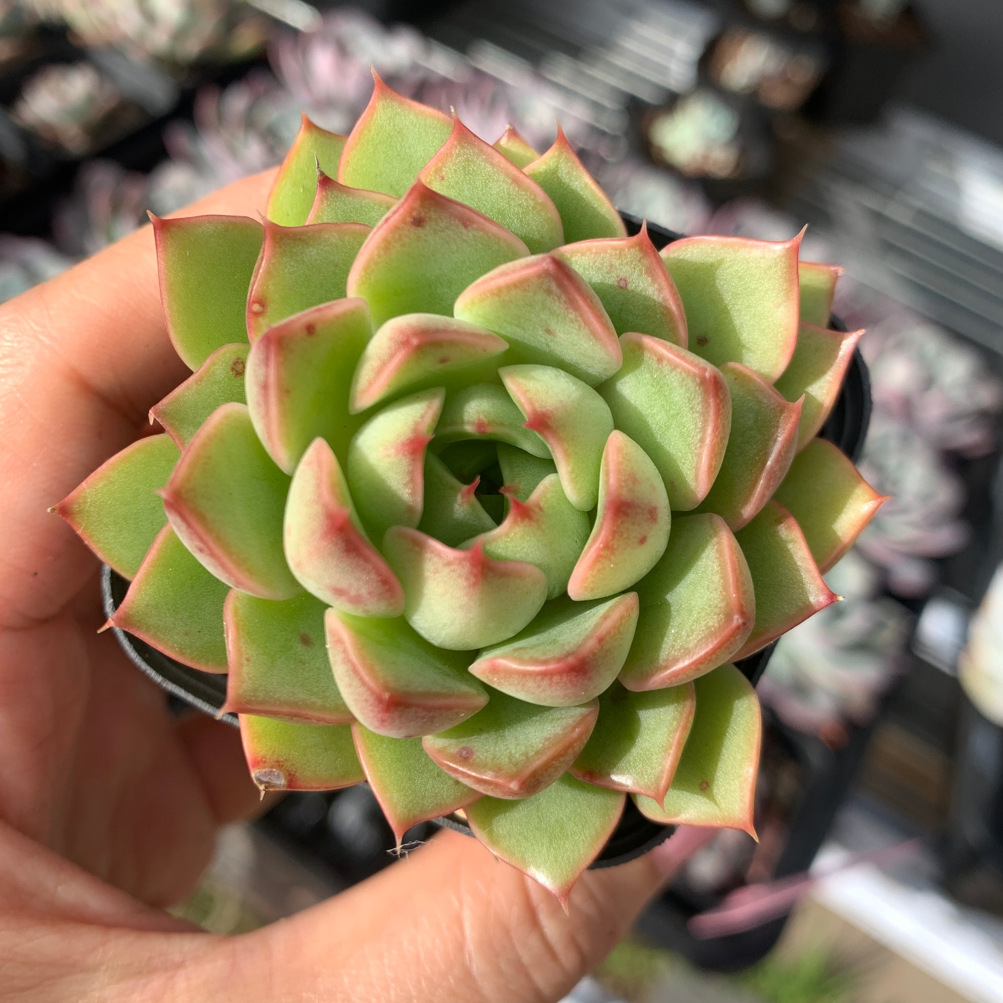 Echeveria Madam Rose aka Romance 玫瑰夫人/浪漫