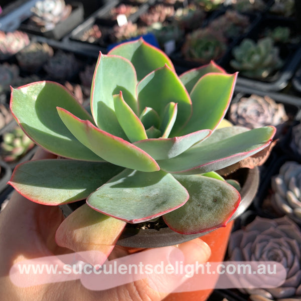 Echeveria White Rose 白玫瑰