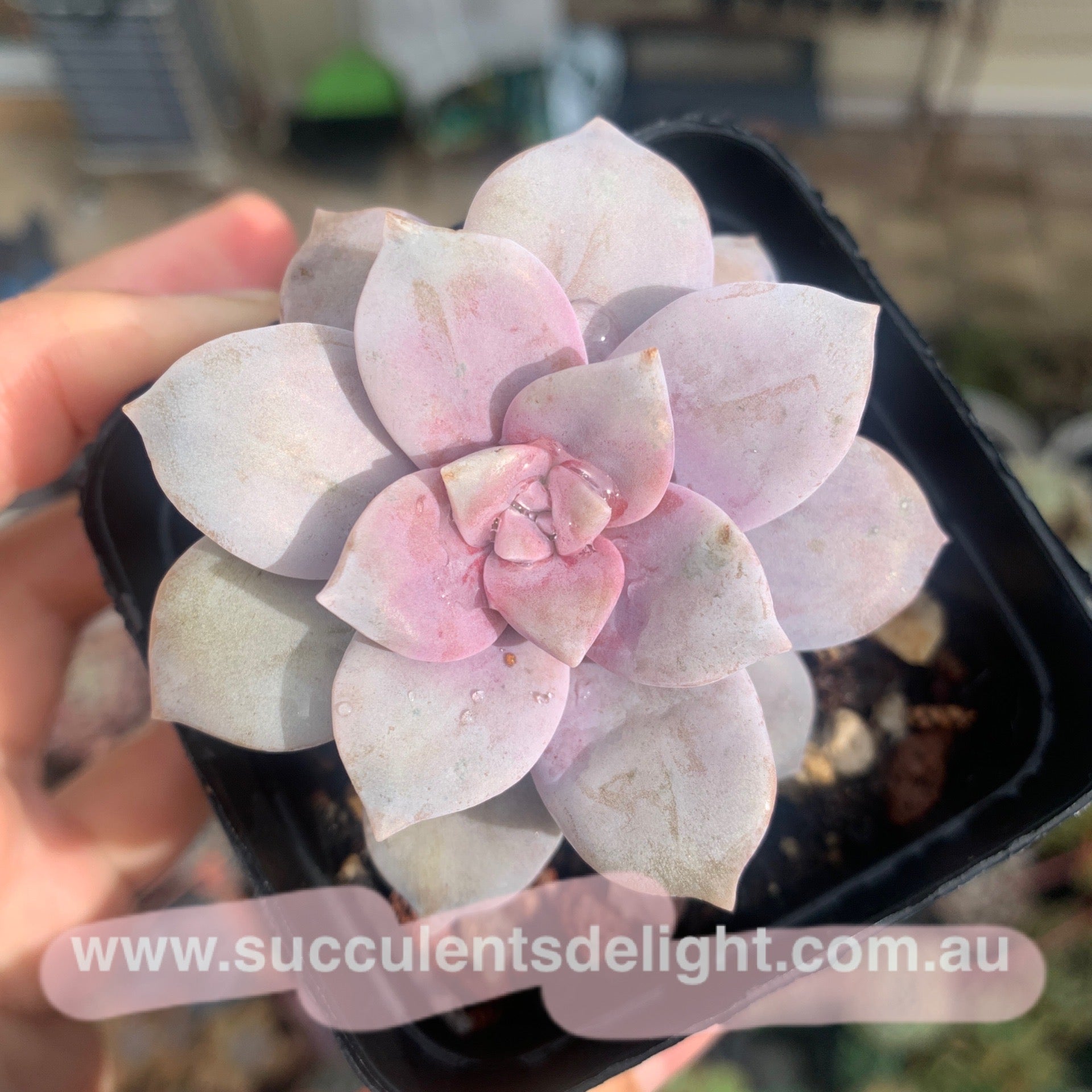 Graptopetalum superbum 华丽风车