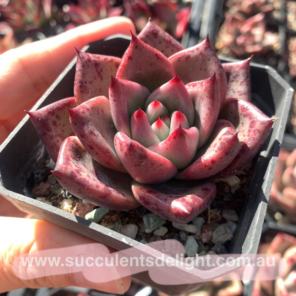 Echeveria Agavoides Sweet Nothings 甜言蜜语