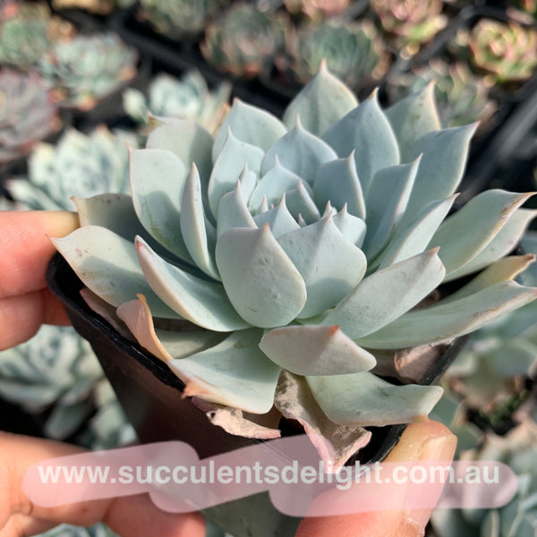 Echeveria Blue Bird (thin leave form) 薄叶蓝鸟