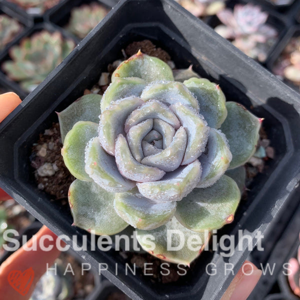 Echeveria Snow Bunny (short leaf form)  短叶雪兔