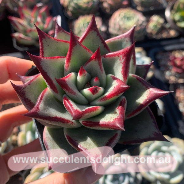 Echeveria Agavoides Joyful Contenance 欢颜