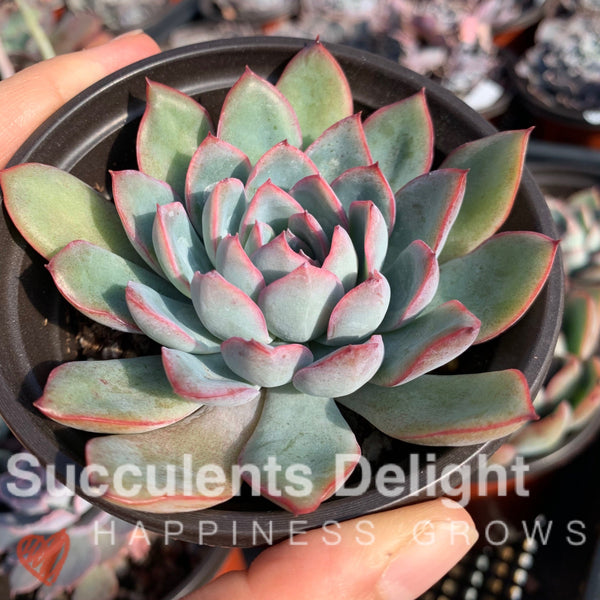 Echeveria Apus 雨燕座