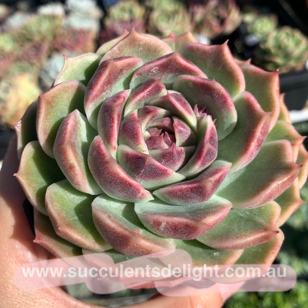 Echeveria White Amethyst 白紫晶