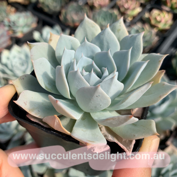 Echeveria Blue Bird (thin leave form) 薄叶蓝鸟